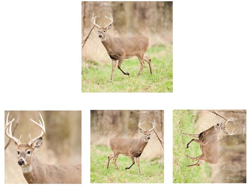 The transformations used are (from left to right): crop, horizontal flip, and rotation.