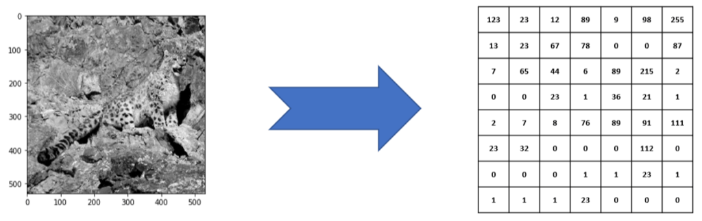 Leopard Grey Image to pixels values representation